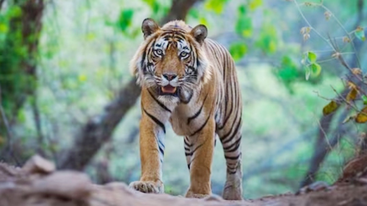 जंगल में लकड़ी काटने गए शख्स पर टाइगर ने किया हमला, अबतक तीन की जा चुकी है जान