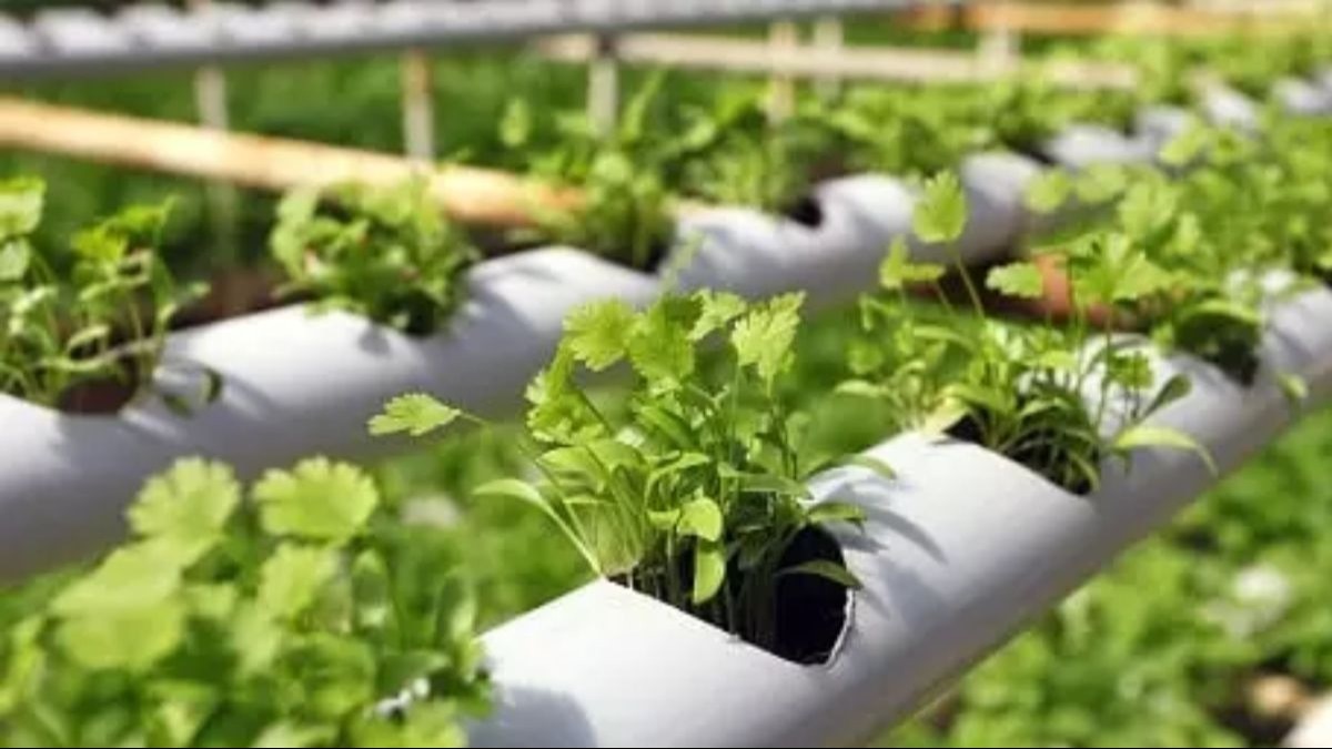 Hydroponic Systems farming