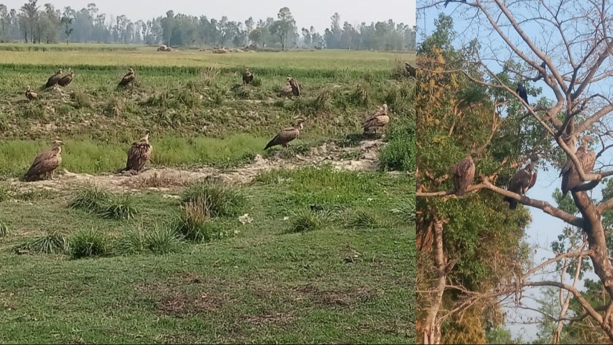 बाराबंकी में बड़ी संख्या में दिखे गिद्ध.