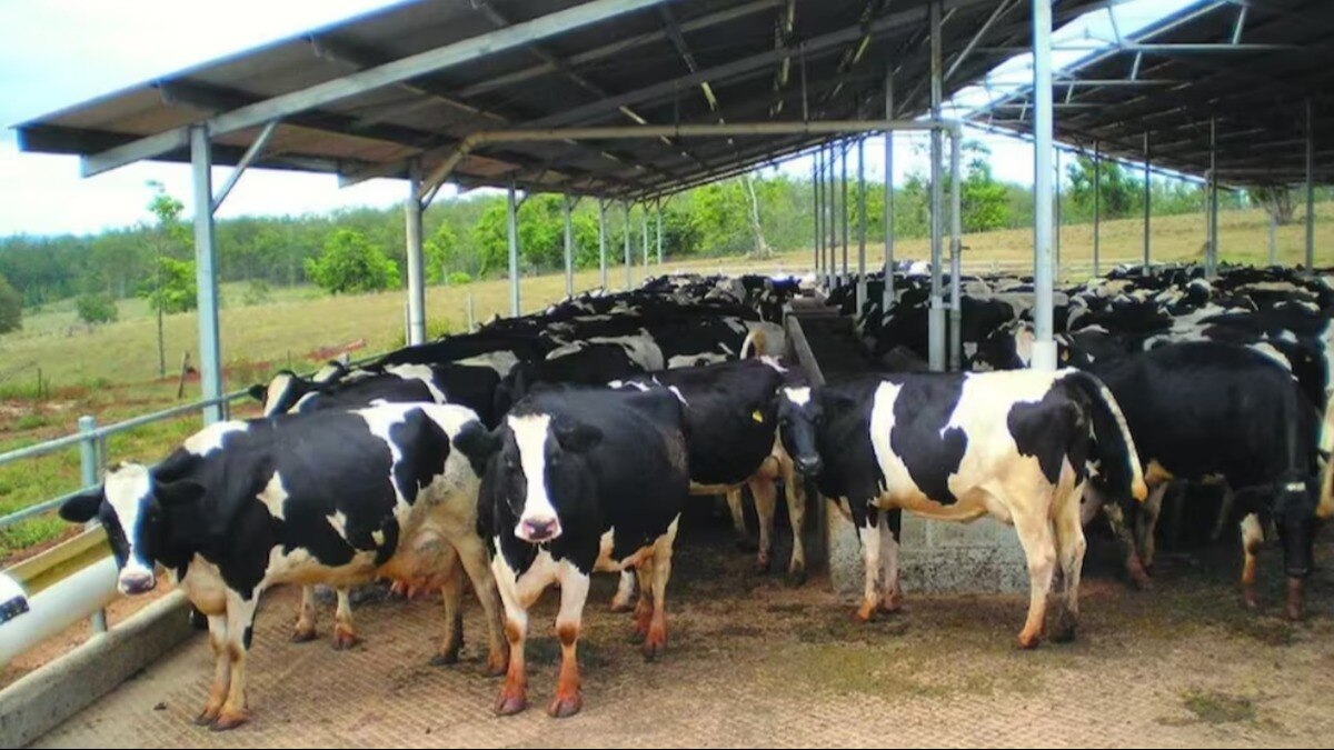 dairy farming