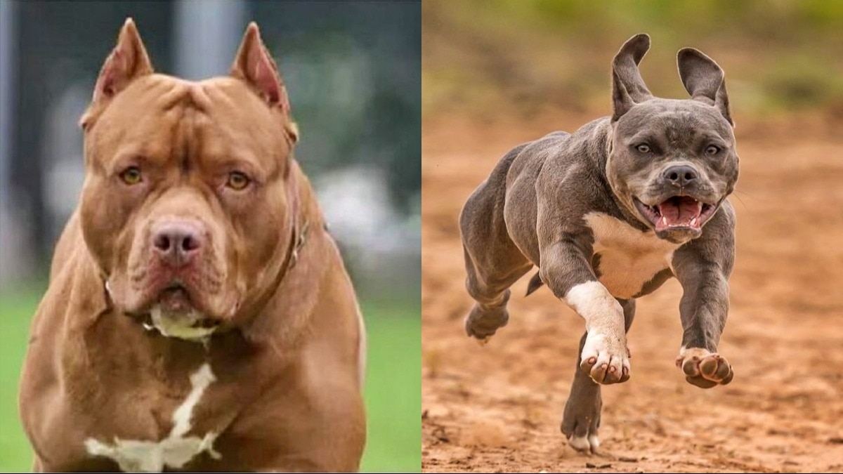 सरकार ने कुत्तों की 23 खूंखार नस्लों पर लगाया बैन