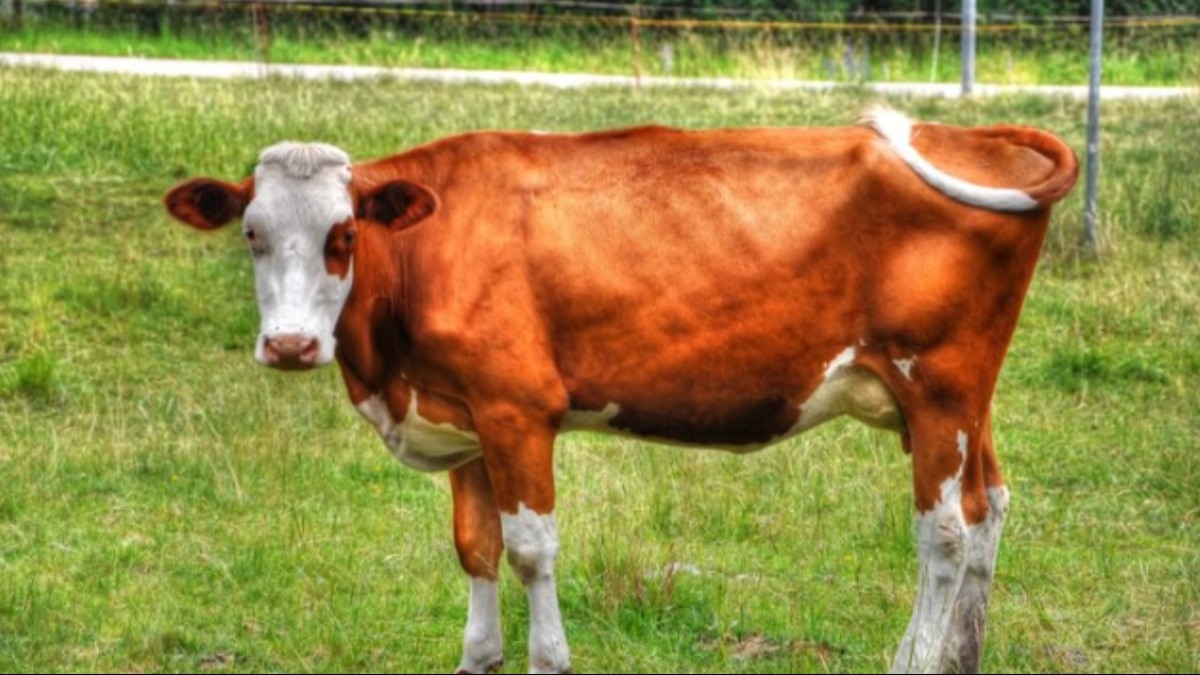 Jersey Cow