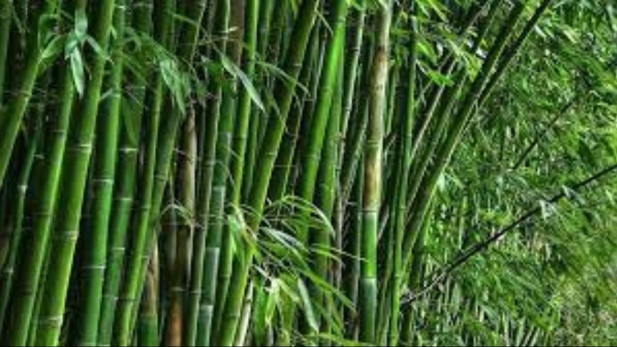 Bamboo cultivation