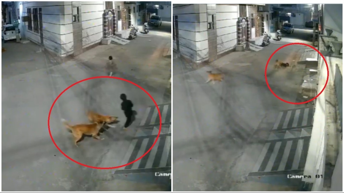 बच्चे पर आवारा कुत्तों ने किया हमला (तस्वीर- @BrarSukhie/X)