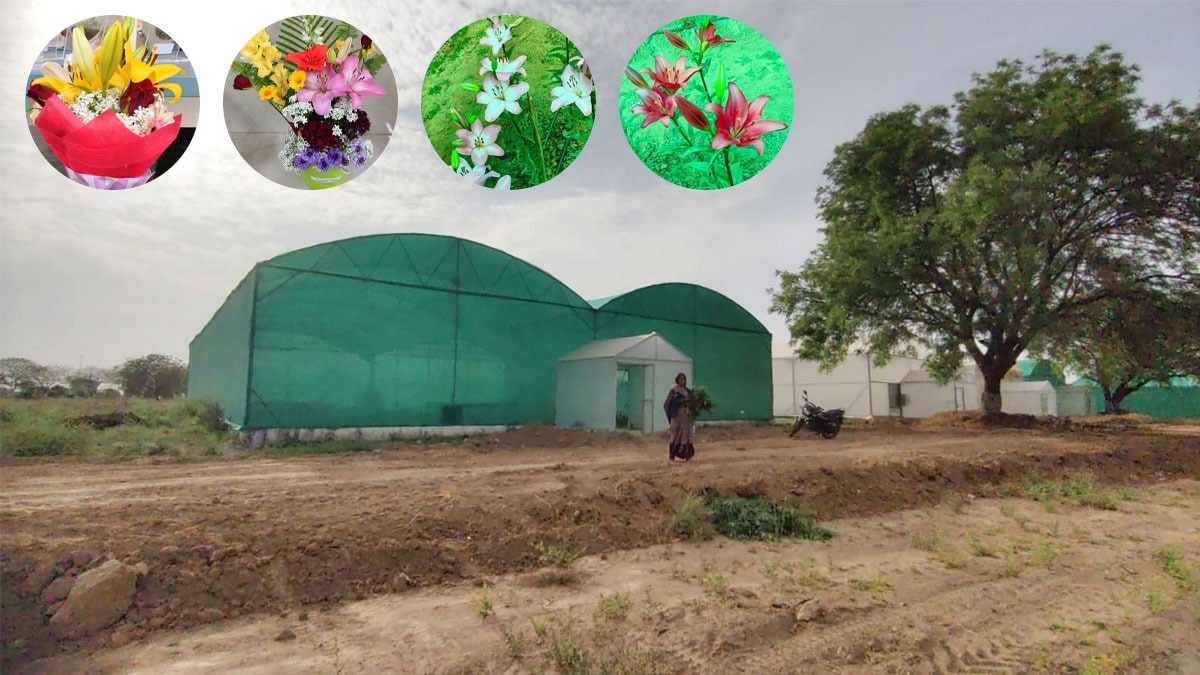 बुंदेलखंड में होगी लिलियम की खेती