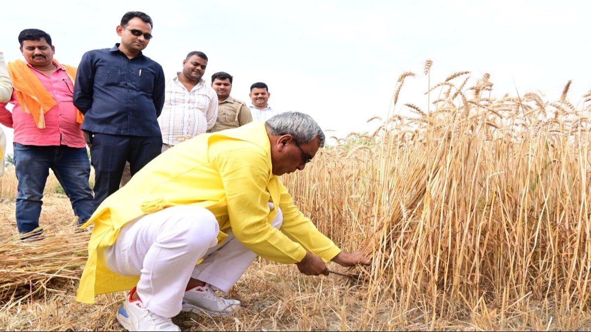खेत में गेहूं की कटाई करते दिखे ओपी राजभर 