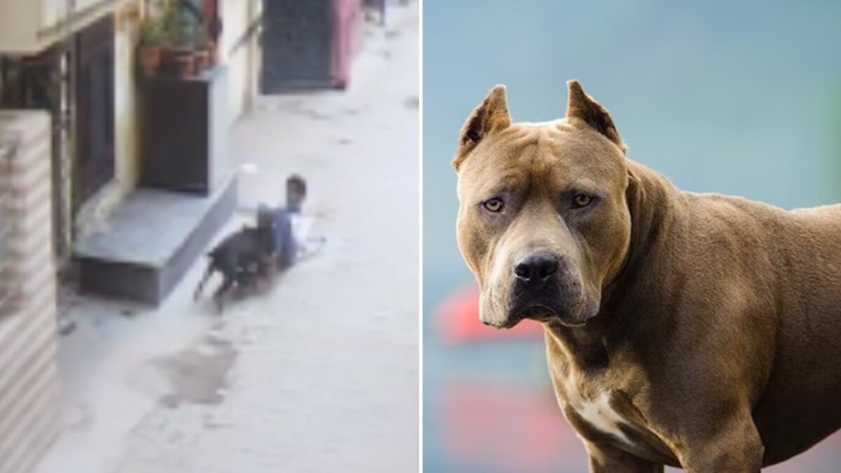 पिटबुल डॉग ने 16 साल के लड़के पर किया हमला