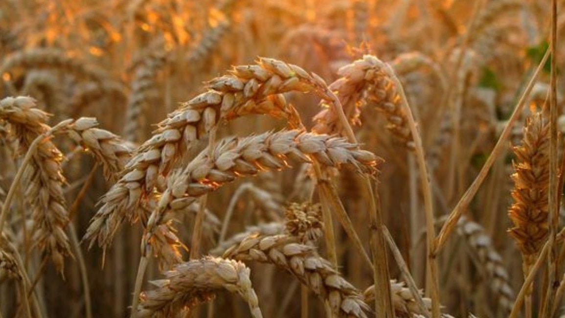 wheat production