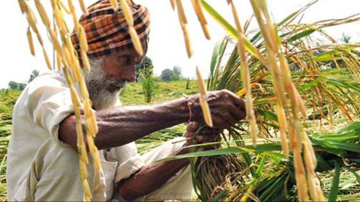 Crop destroyed due to rainfall and hailstorm