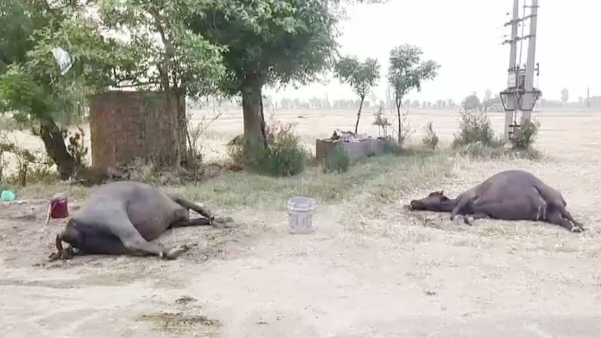 ट्यूबेल का पानी पीने से 18 भैसों की मौत 