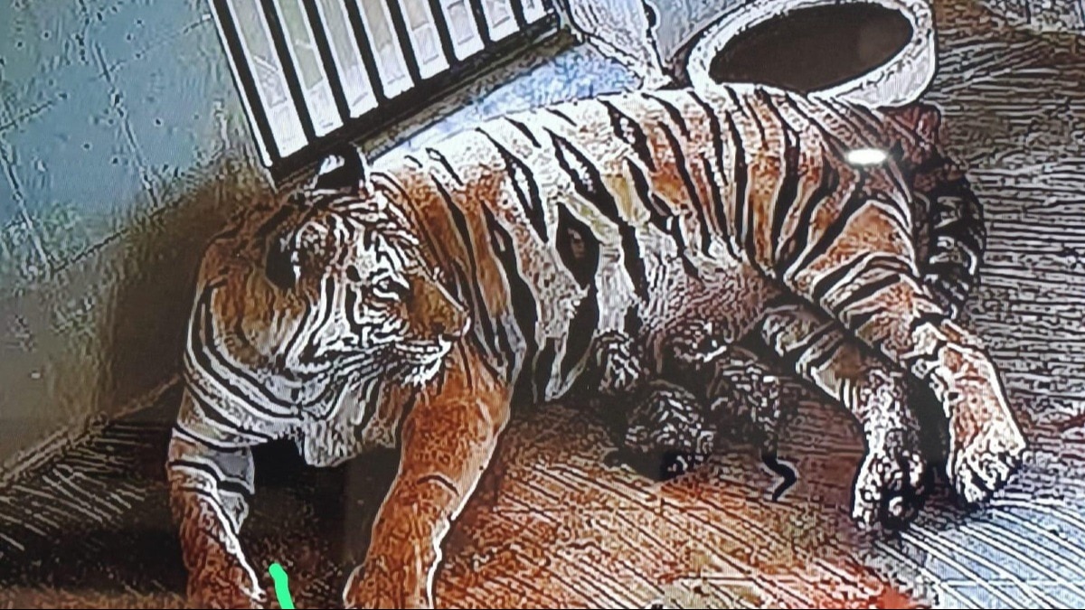 बाघिन और शावकों का CCTV फुटेज.