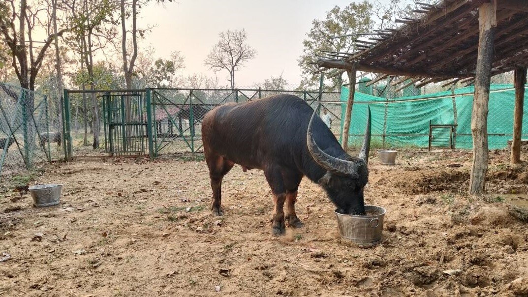 साल भर में 40 लाख रुपये का चारा खा जाते हैं वन भैंसे