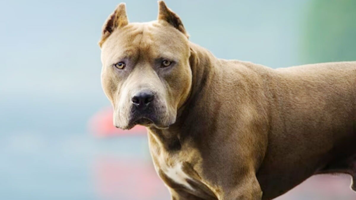 पिटबुल ने किया आठ साल के बच्चे पर हमला (प्रतीकात्मक फोटो)
