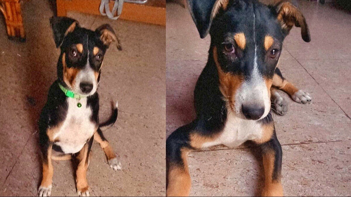 बरेली में कुत्ता चोरी का केस आया सामने 