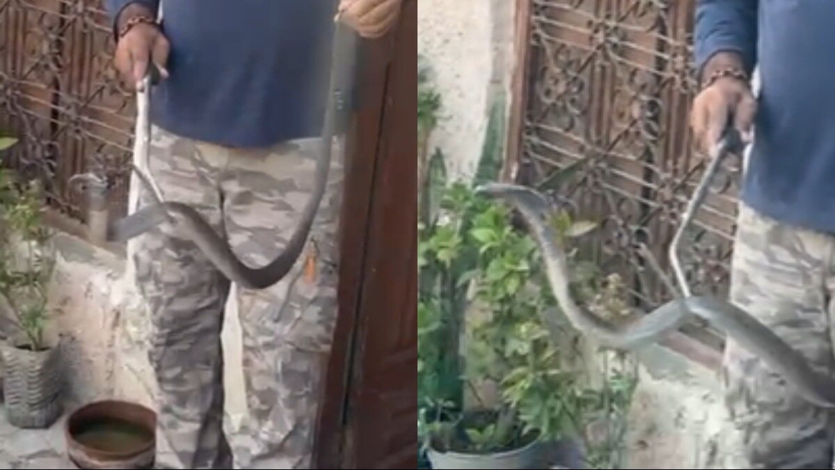 स्पेक्टिकल कोबरा अपने शिकार को मिनटों में उतार देता है मौत के घाट.