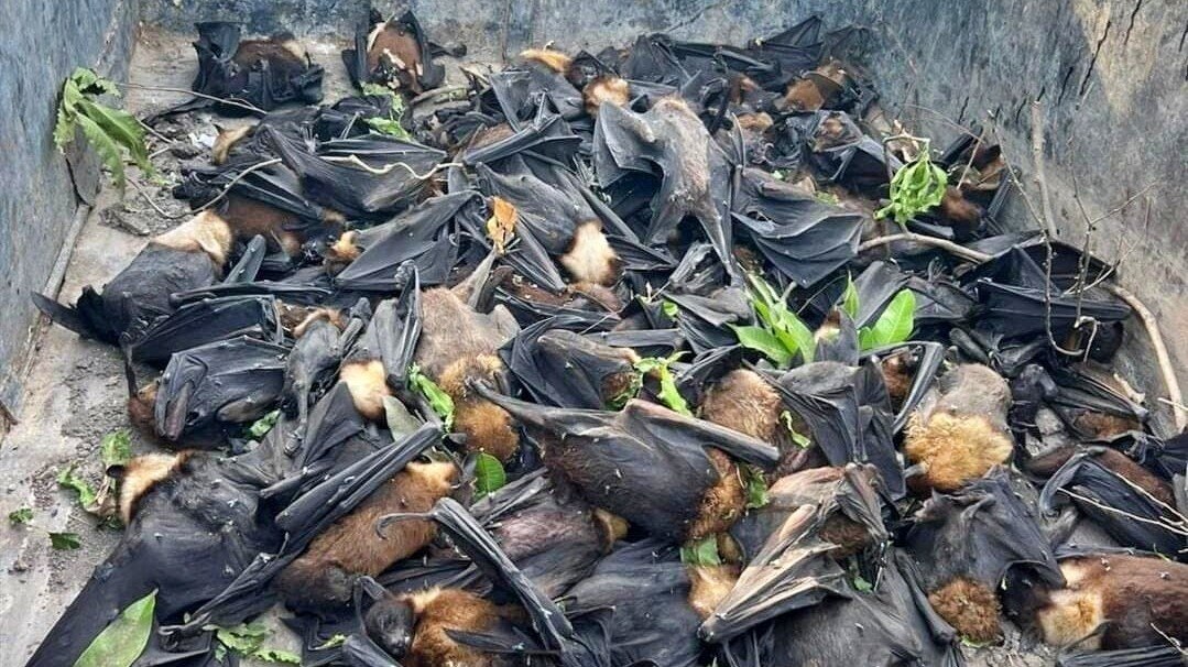 बांदा में चमगादड़ों की मौत 