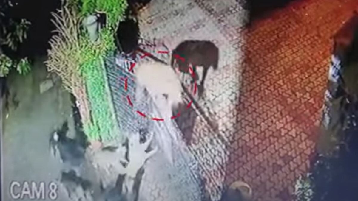 गुलदार पर टूट पड़े कुत्ते. (Video Grab)