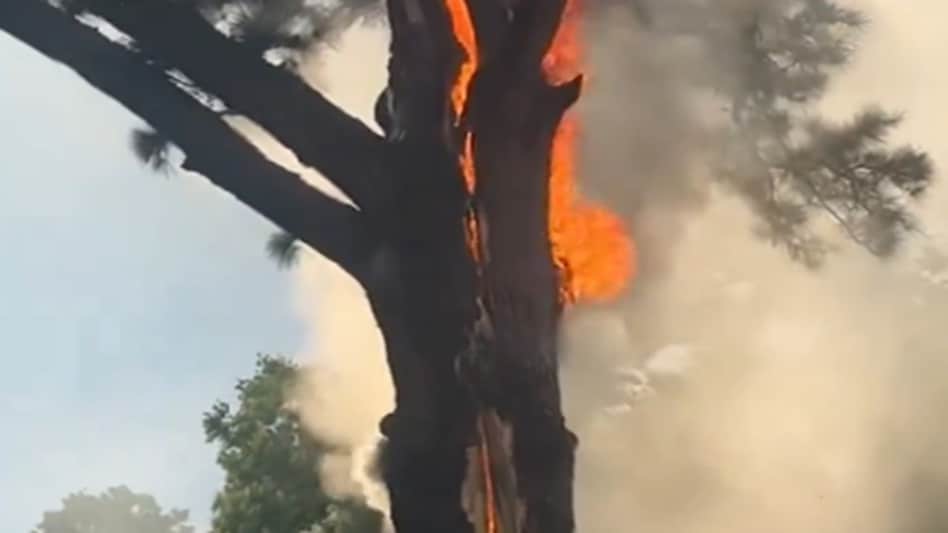 बिजली गिरने से दो फाड़ हुआ पेड़,, देखें डरा देने वाला VIDEO
Tree torn in two due to lightning, watch scary VIDEO