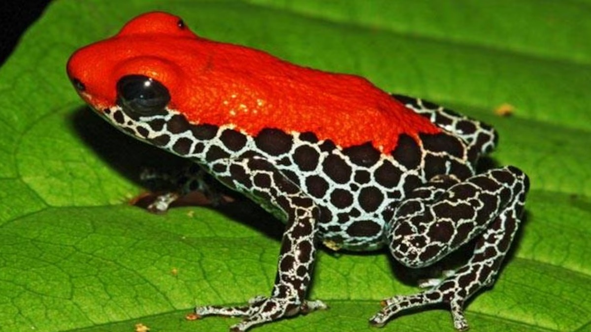 प्रतीकात्मक तस्वीर