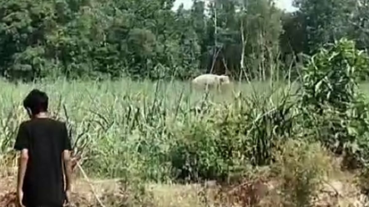 हाथी ने ले ली युवक की जान. (Video Grab)