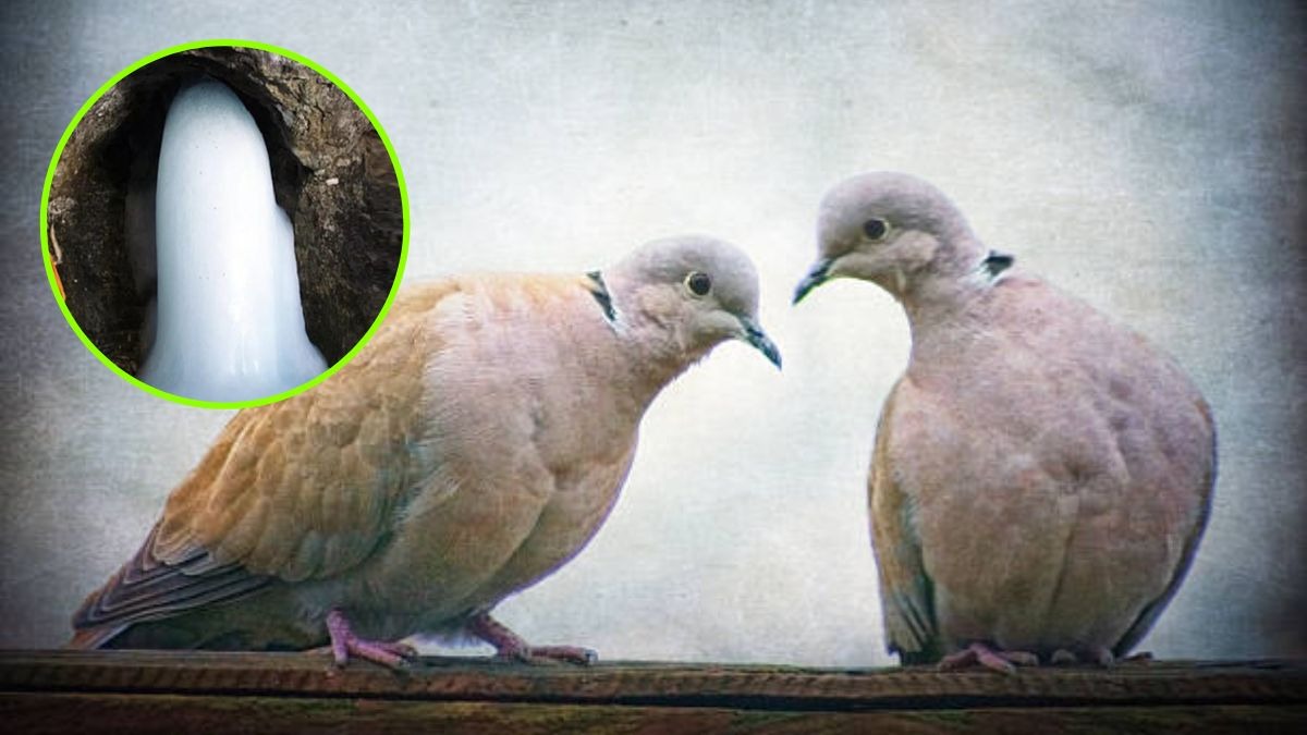 अमरनाथ धाम यात्रा 29 जून से शुरू हो चुकी है. भगवान शिव और माता पार्वती से जुड़ा ये धाम शिव और शक्ति दोनों का प्रतीक है.