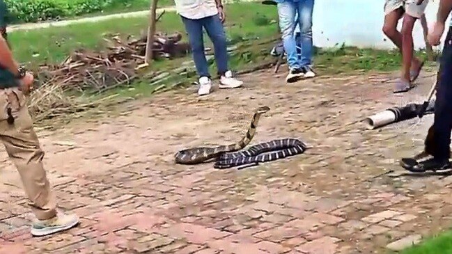 बिजनौर: घर में निकला किंग कोबरा