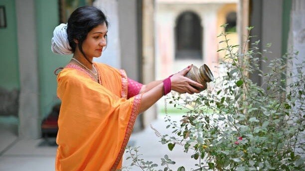 तुलसी का पौधा