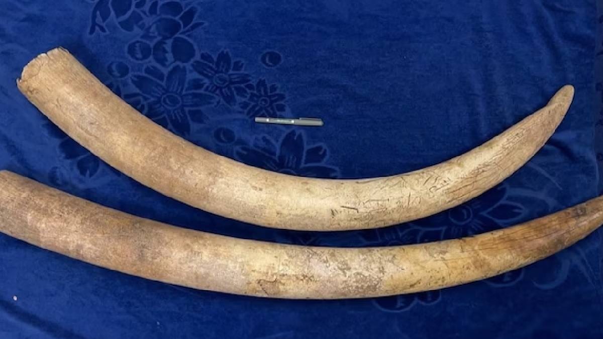 हाथी दांत की तस्करी करने वाले गिरोह का भंडाफोड़, पांच तस्कर गिरफ्तार 2 उत्तराखंड में 7 किलो हाथी दांत बरामद, STF ने तीन तस्करों को किया गिरफ्तार - Stf and forest department arrested three smugglers with two ivory tusks in Uttarakhand lclk - AajTak