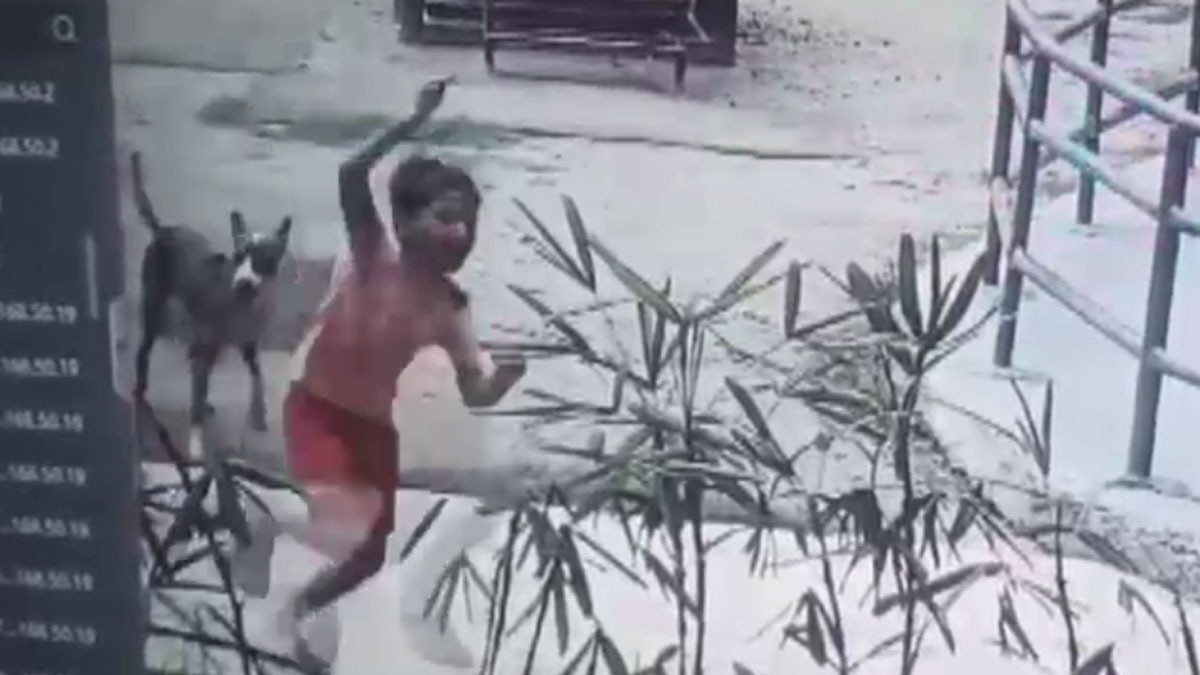 स्ट्रीट डॉग्स ने 8 साल के बच्चे को काटा