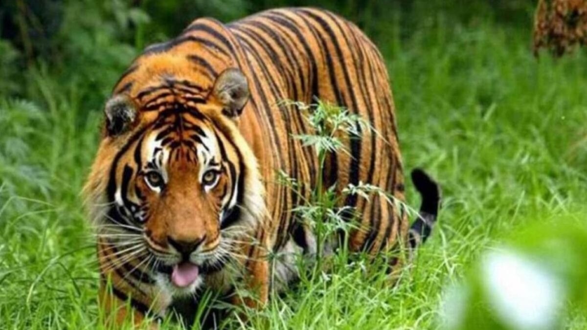 बाघ ने किया हमला. (Representational image)