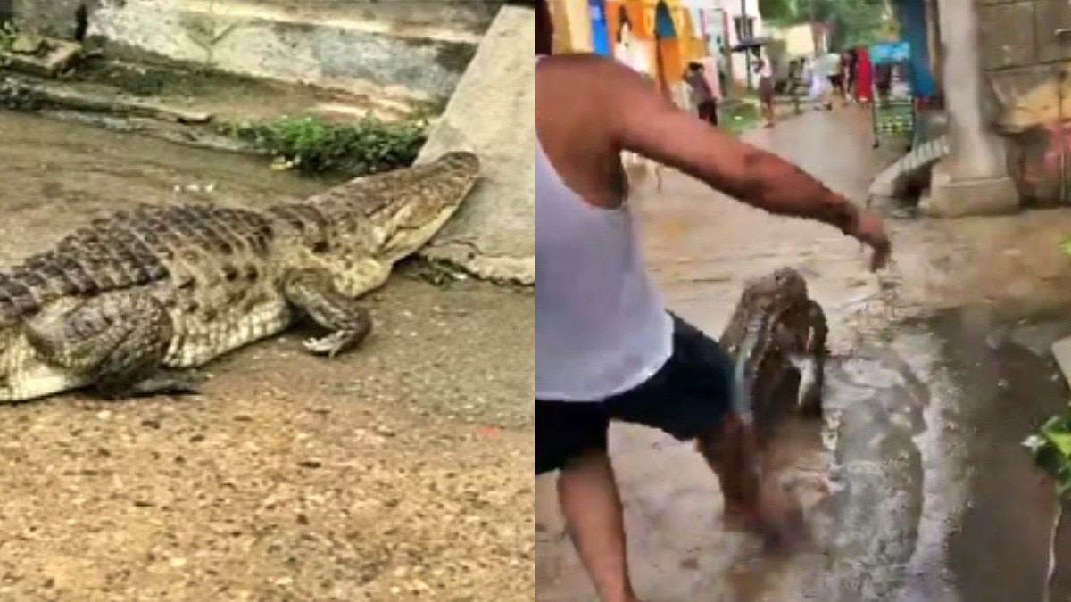 बिजनौर के गांव में निकला मगरमच्छ 