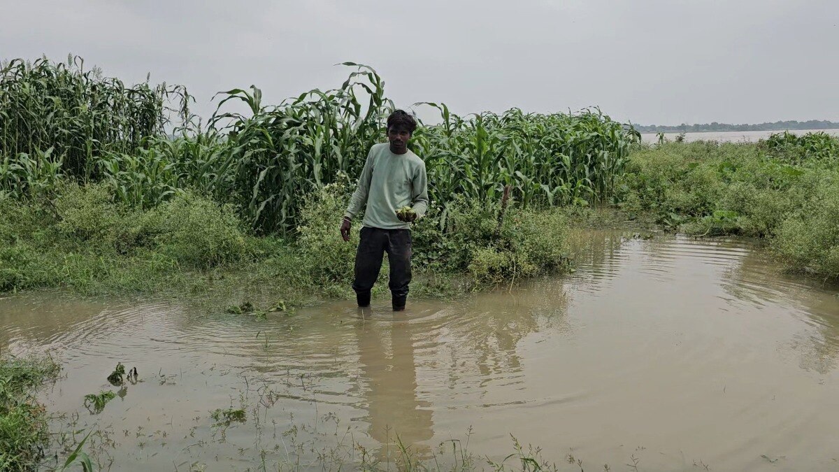 Standing crops damaged in flooded water