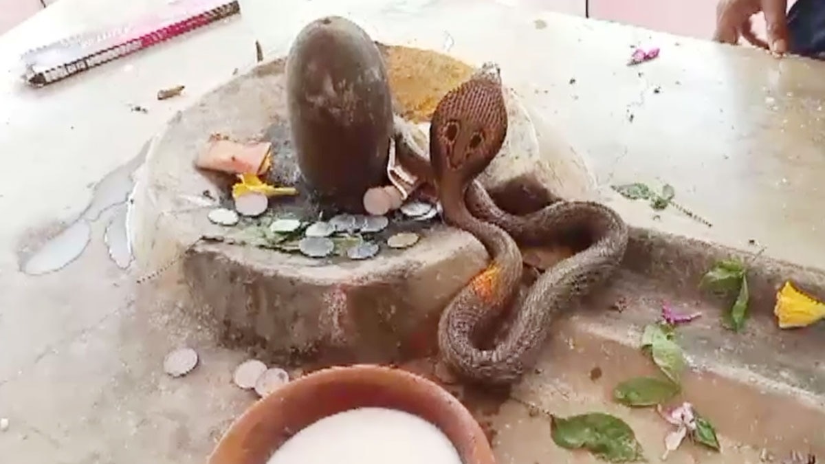 शिवलिंग पर नाग दिखने पर उमड़ी भक्तों की भीड़