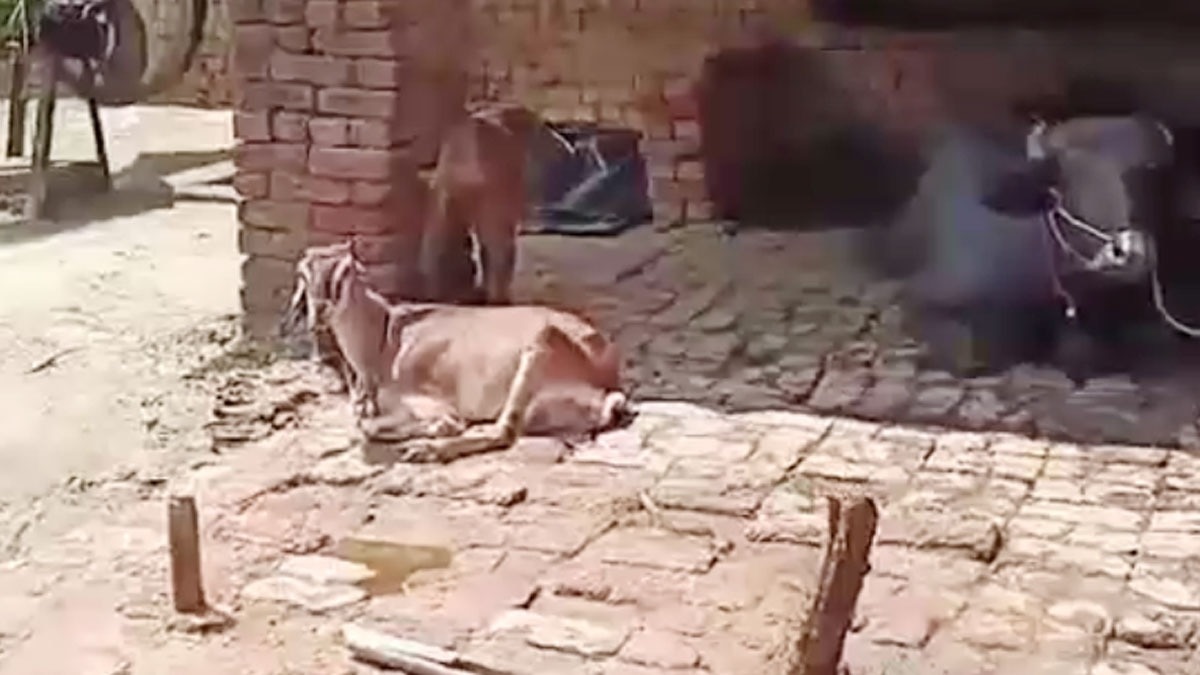 नाबालिग से रेप के बाद बकरी से दरिंदगी 