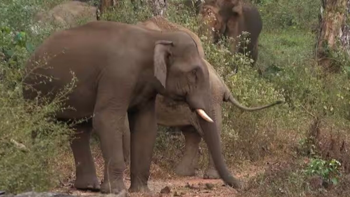 बंगाल में हाथी पर विवाद (सांकेतिक तस्वीर)