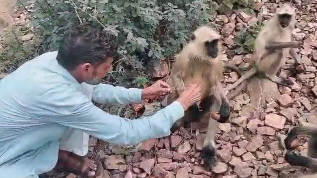 जंगल में बंदरो के साथ मनाया रक्षाबंधन पर्व.