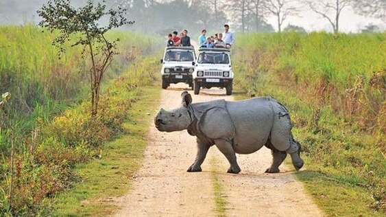 Kaziranga national park