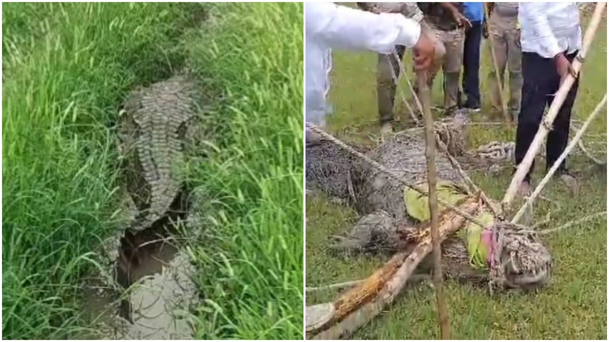 चंदौली में मिला 12 फीट लंबा मगरमच्छ