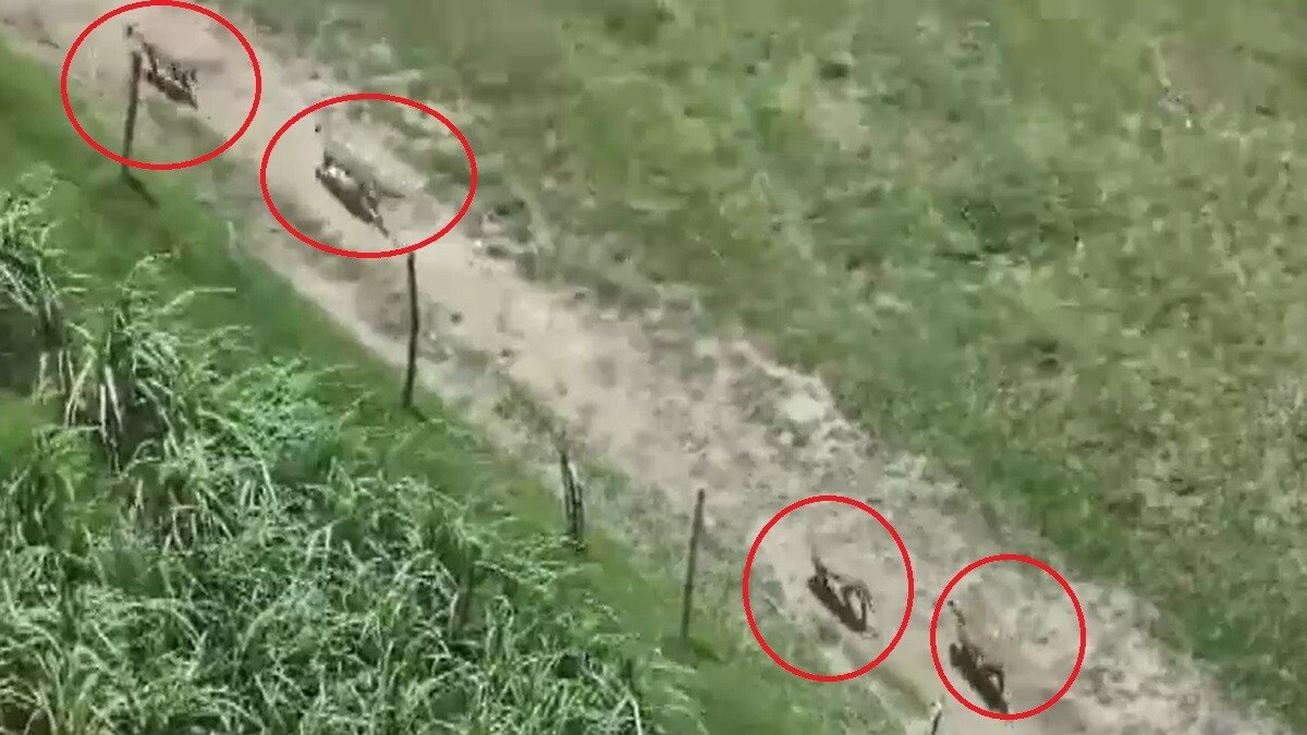 बहराइच में भेड़ियों का आतंक