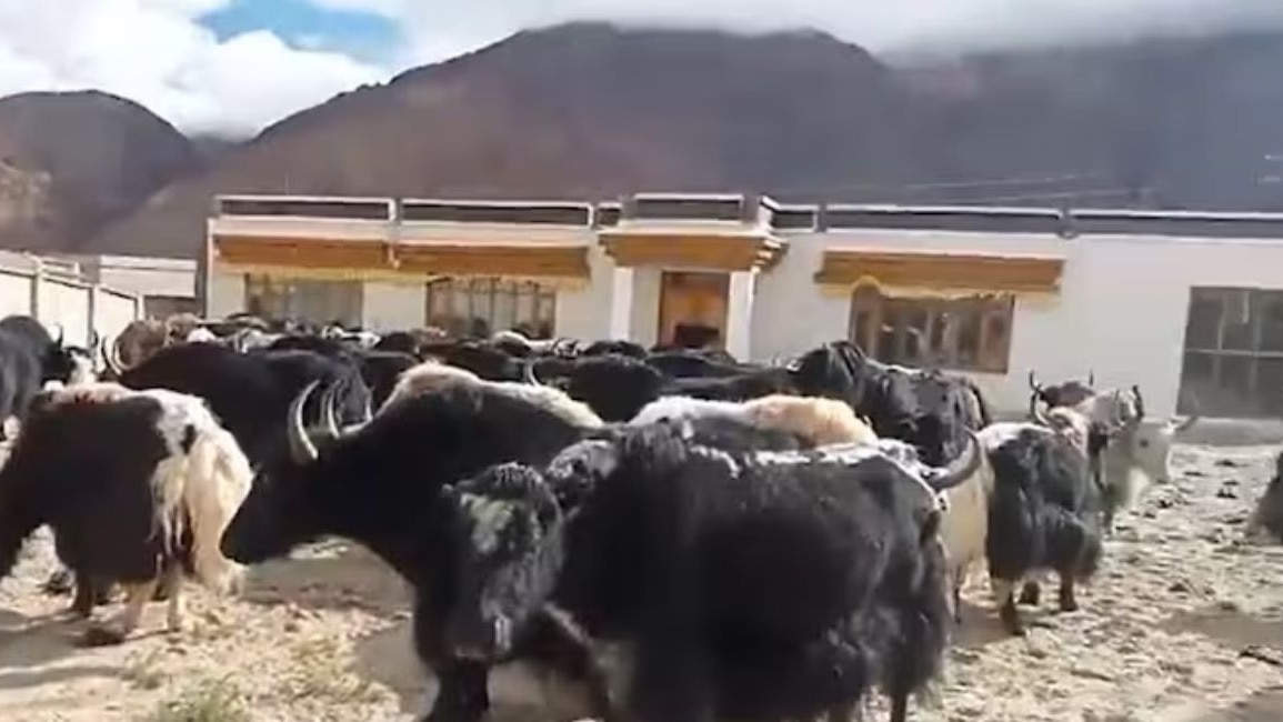 भारत ने चीन को लौटाए 40 याक्स