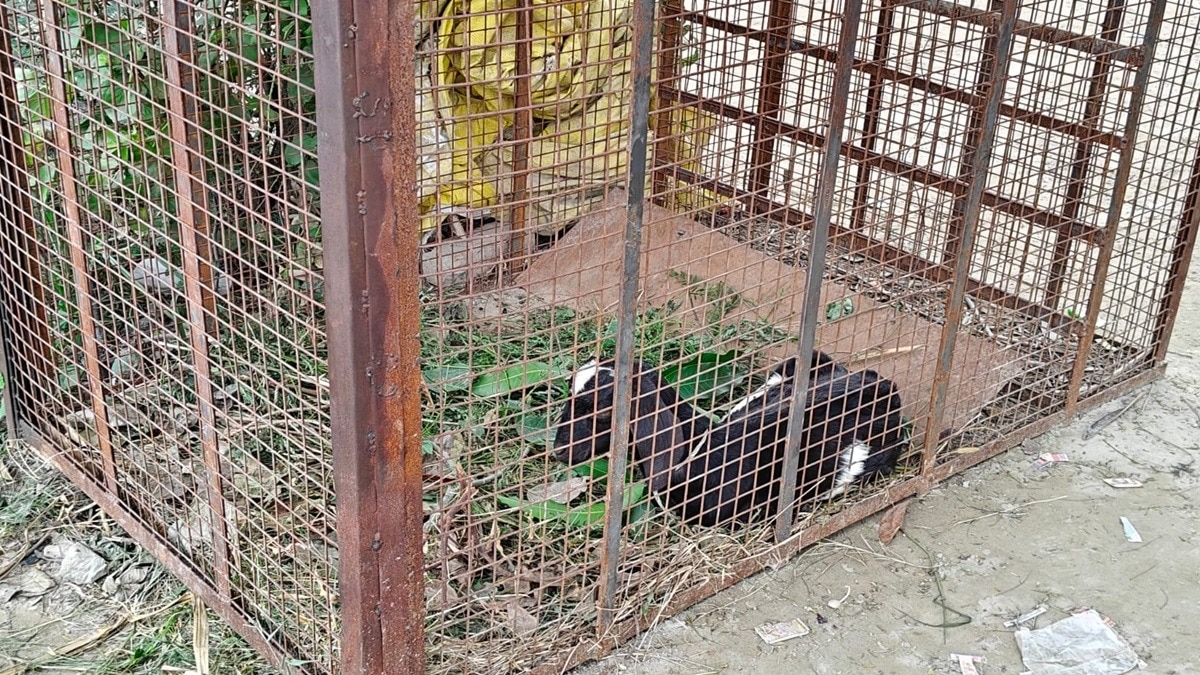 भेड़ियों को पकड़ने के लिए पिंजरे में बांधी गई बकरी