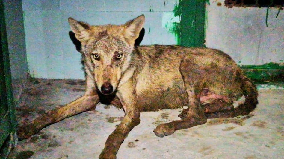 Wolf terror in Bahraich. Wolf terror in Bahraich.