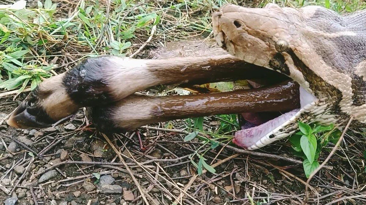 नीलगाय के बछड़े को निगलता खतरनाक जीव. 