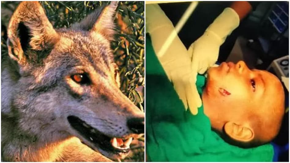 In Bahraich, UP, a wolf fatally attacked a child standing outside the house. (ANI photo) In Bahraich, UP, a wolf fatally attacked a child standing outside the house. (ANI photo)