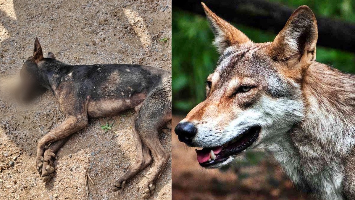 बहराइच: भेड़िये के शक में कुत्ते को मार डाला