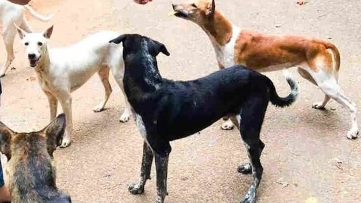 आवारा कुत्ते (सांकेतिक फोटो)