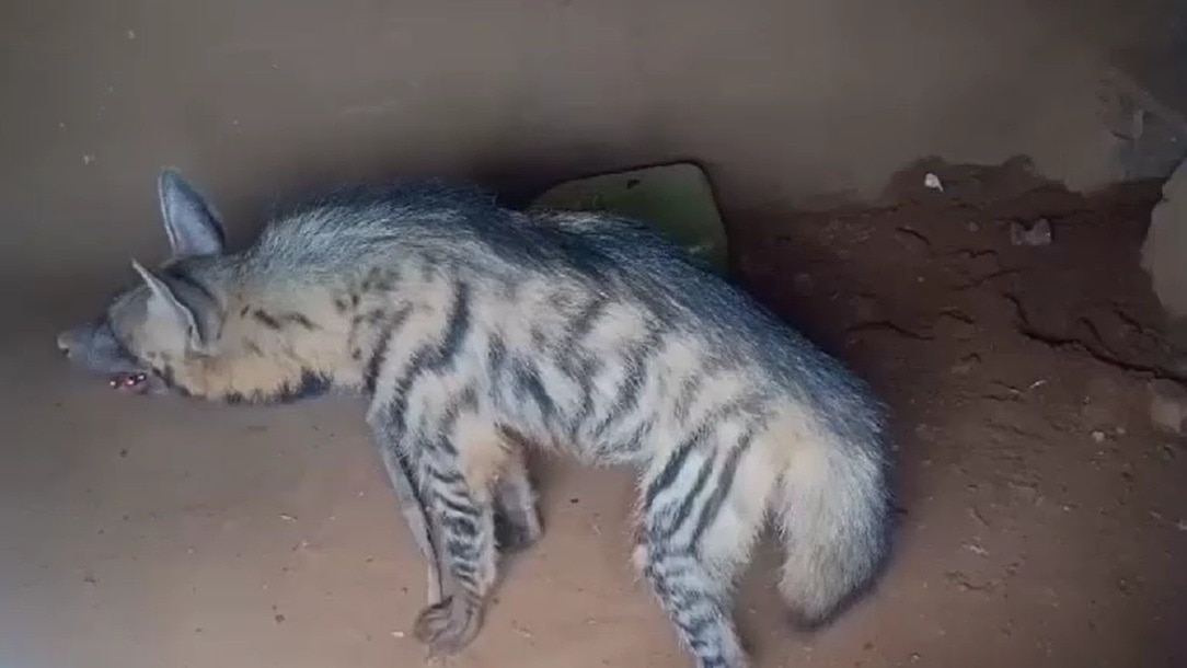 मिर्जापुर में घर में घुसा लकड़बग्घा