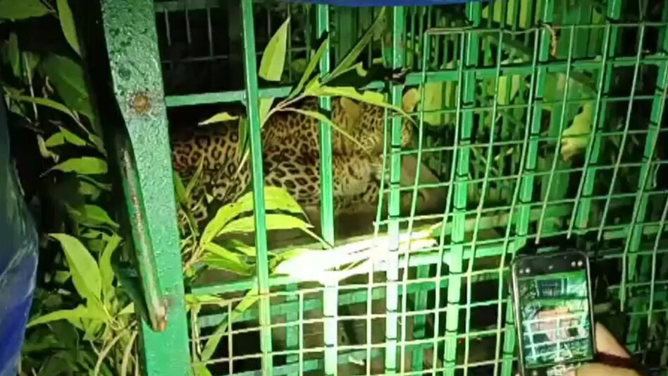 बहराइच में पकड़ा गया खूंखार तेंदुआ, पिंजरे में हुआ कैद... दो बच्चों समेत 4 लोगों पर कर चुका था अटैक - leopard terrorizing bahraich villages trapped by forest department lcla ...