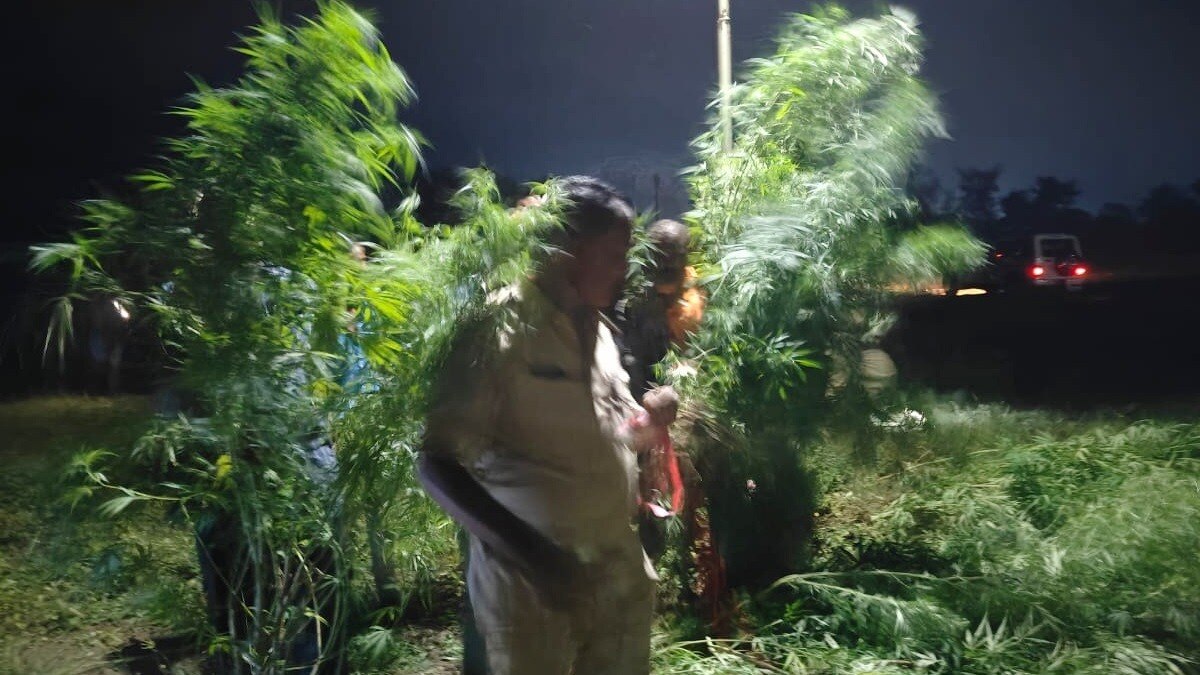 मिर्ची की फसल के बीच गांजे की खेती.