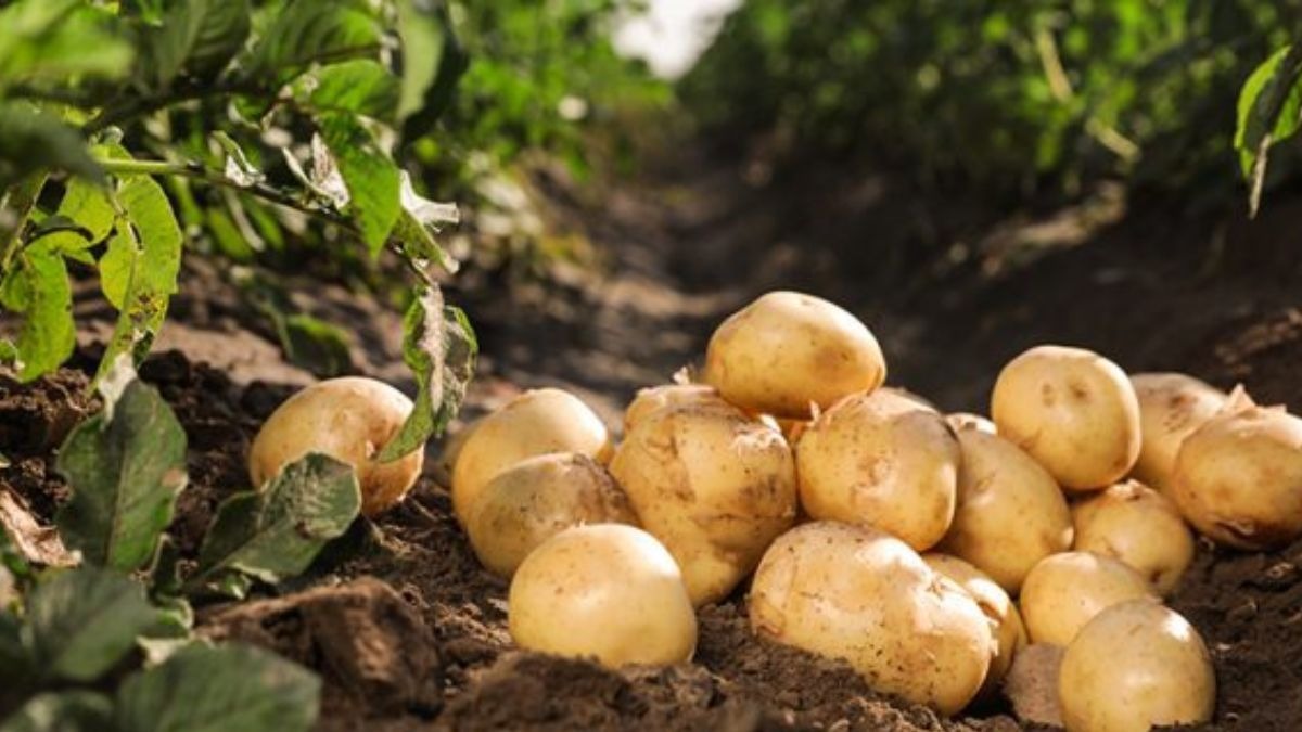 Potato Farming 